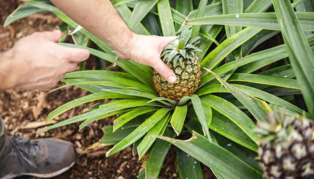 Visit a pineapple farm in the Azores!