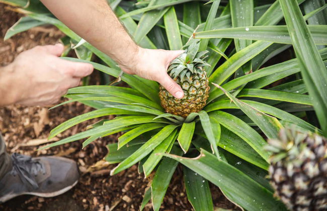 Pineapple Wine Tasting & Plantation Tour - Photo 2
