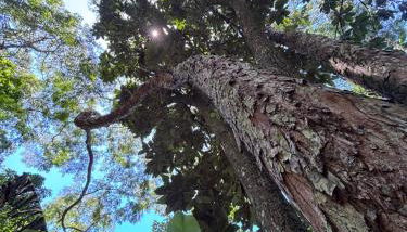 Sítio com piscina natural Cachoeiras de Macacu - Foto 5