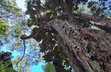 Sítio com piscina natural Cachoeiras de Macacu - Foto 5