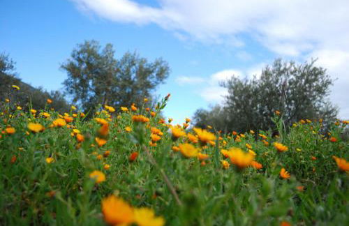 Agriturismo - "La Funicolare" - Photo 25