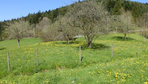 Ferienwohnung Bühler - Foto 4