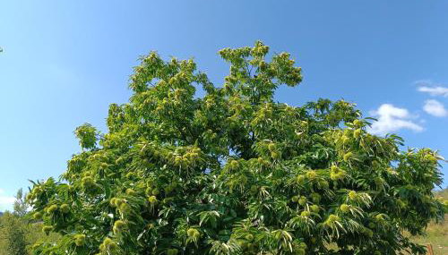 Μικρό κτημα - Foto 3