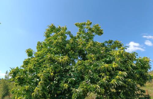 Μικρό κτημα - Foto 3