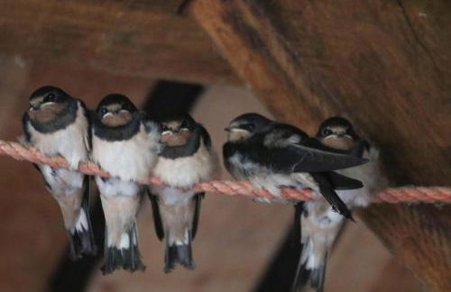 Erlenhof-Steinau-Fachwerkhaus-mit-Reetdach - Foto 22