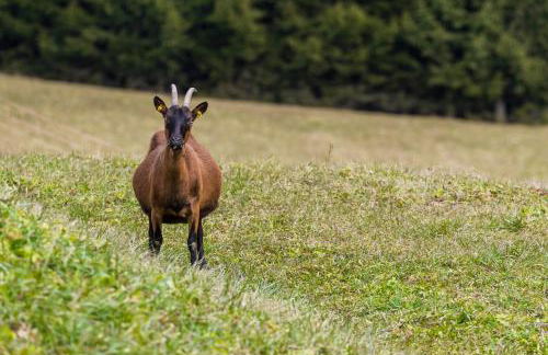 Agritur Ciasa Dò Parè - Foto 52