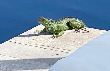 Tarpon Harbor 1 - Waterfront pool home near beach & downtown Las Olas - Foto 24