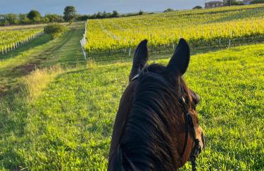 Golden Valley apartment & ranch - Foto 17