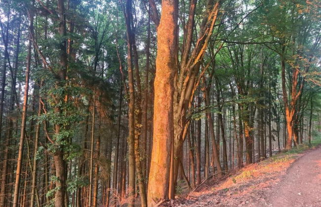 Holiday Home in Overijssel Near Cap Fun Park - Foto 40