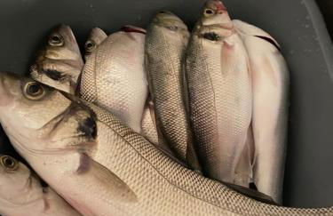 Belle villa la galinoche - Foto 17