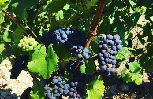 La Maison du Grand Four en Bourgogne, Au coeur de Vignes, Piscine et Sauna - Foto 71