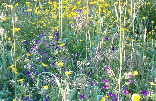 Casa do Chaparral campo e praia - Foto 38