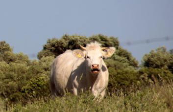 Stazzu Spadulagliu near Olbia - Foto 25