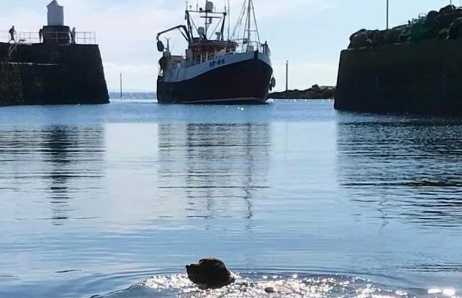 Beautiful Coastal Cottage in St Monans, Scotland - Foto 8