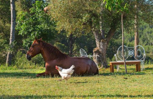 Masia Pou de la Vinya - Photo 11