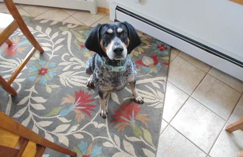 The Peaceful Valley Lodge - Foto 11