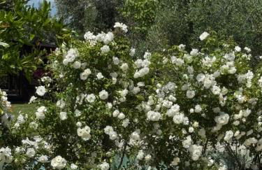 Villa con piscina vicino Roma - Foto 48