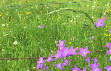 ciao-aschau Haus zur Burg Ap112 Burgblick - Foto 22
