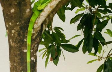 Large house with pool, barbecue and garden - Foto 26