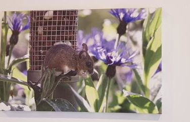 The Den, Coves House - Foto 12