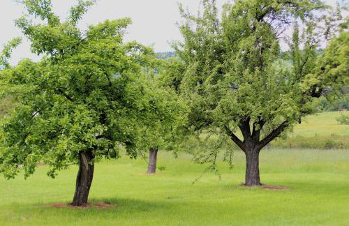 Apartamenty w sadzie - Foto 7