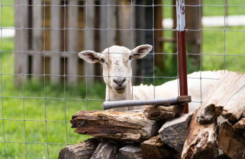Meadow View Romantic Nature Stay w Barn, Outdoor Tub and Sauna - Foto 36