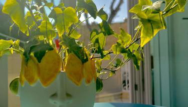 Cerio Guest House - Foto 5