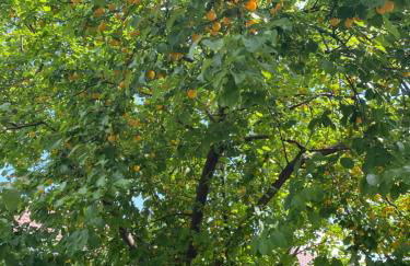 BookingAlsace - Maison Mittelharth Parking Jardin - Foto 51