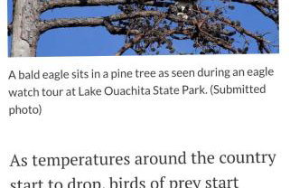 Bear Den on Lake Ouachita 2BR Condo at Mountain Harbor Resort - Foto 105