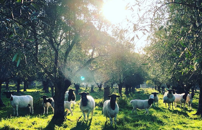 Turicum Chalets AT Monkey Rock Winery - Photo 38