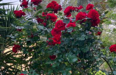 Finca Lliber - Foto 14