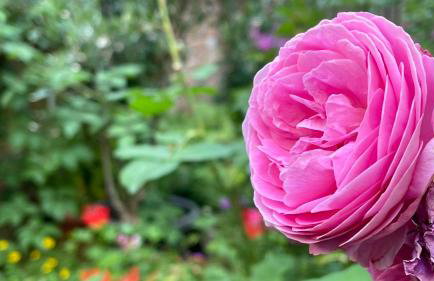 Feinzeit Cozy Rosy - 1-2 Schlafzimmer, 4-6 Gäste, Parkplatz - Photo 44