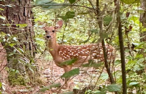 Country Retreat with ponds-views-porches & pups - Foto 75