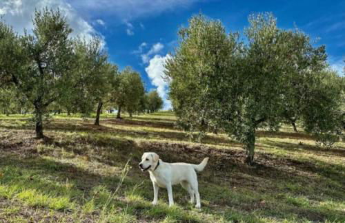 Tenuta L'uliveto - Foto 60