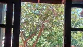 Armação - Florianópolis - 2 quartos de casal - Photo 2, Garden, Garden view