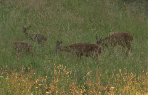 Fontchauvaux Holiday Gites - Foto 13