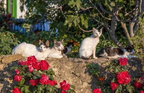 Secret Garden, a little paradise of tranquility. - Photo 24