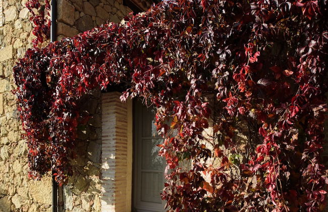 El Vergel de Chilla - Foto 41