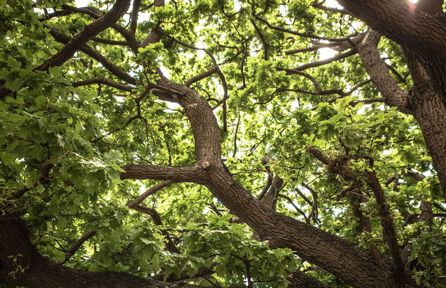 Graham Apartments - Foto 21