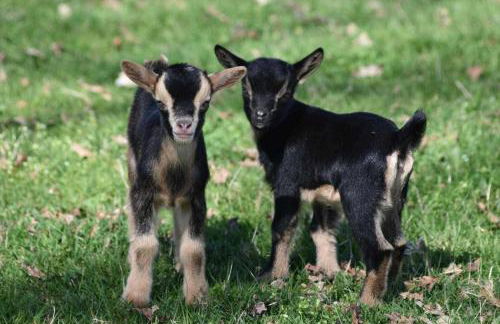 Domaine Saladry - Foto 48