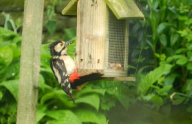 Cosy 5m Bell Tent Glamping in Rural Herefordshire - Foto 24