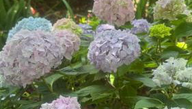 Apartments Anica - Foto 3, Garden