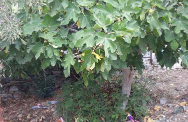 Kerry's Evia Island House - Foto 14