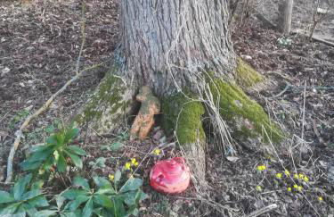 Ferienhof"WaldEsel Rippersroda" - Foto 68