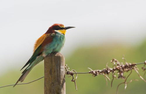 Weingut & Straußwirtschaft Vogel - Foto 63