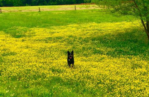 Little River Guest House at Tennessee RiverPlace - Foto 69