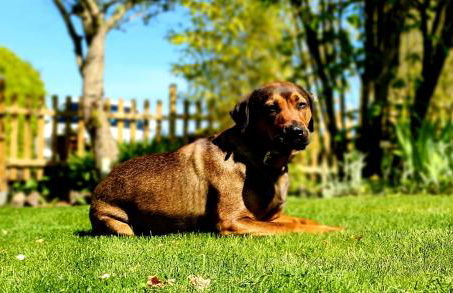 Ferienhaus Sonneck - Foto 20