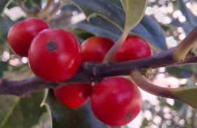 Moradia santa comba - Foto 36