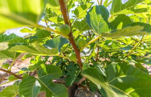 Casa Pájaro Colores in Bolonia - Foto 79