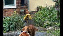 The Casey - Photo 2, Garden